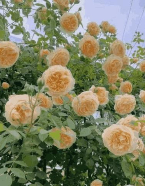 Elegant Climbing Rose Flower Seeds