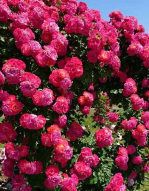 Elegant Climbing Rose Flower Seeds